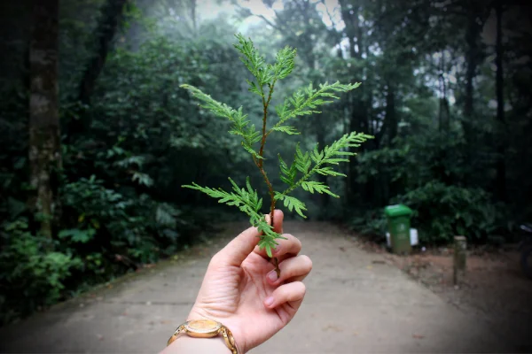 cosa fa un ecologista